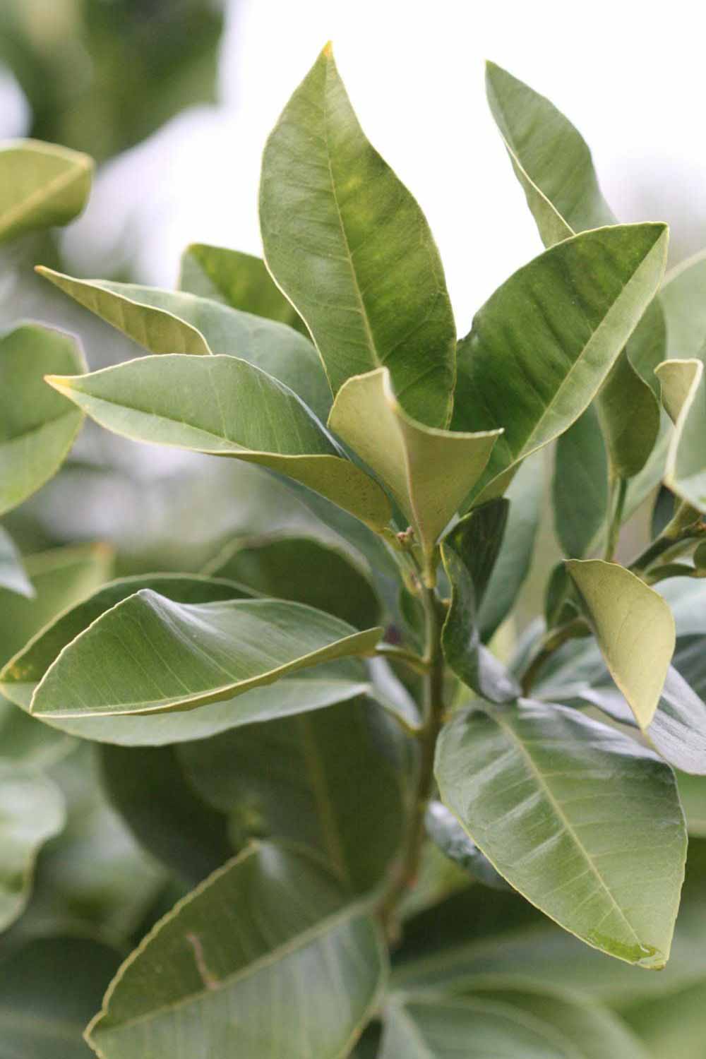            Sun leaves (Moanalua, Riverside, CA)   